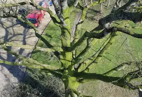 abattage à Bagnoles de l'Orne - image 2