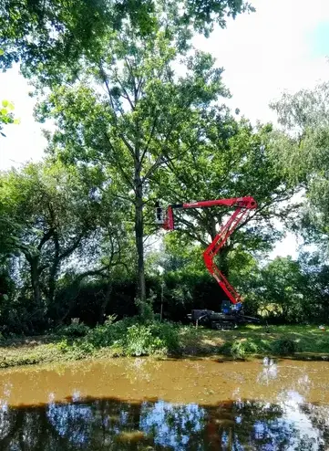 abattage Bagnoles de l'Orne-5