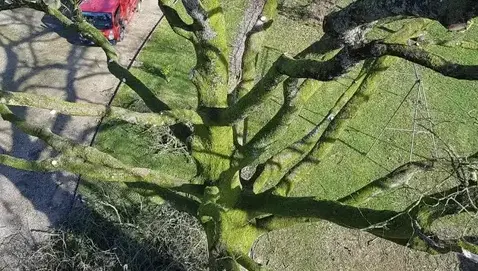 abattage Domfront en Poiraie-1