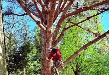 abattage à Domfront en Poiraie - image 2