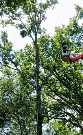abattage à Domfront en Poiraie - image 3