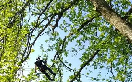 abattage à Domfront en Poiraie - image 4