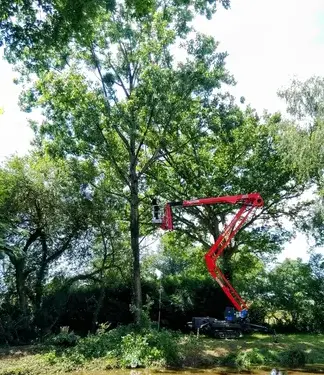 abattage Domfront en Poiraie-5