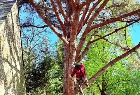 abattage à Ernée - image 2