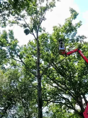 abattage à Ernée - image 3