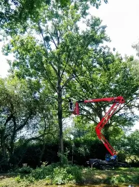 abattage à Evron - image 2