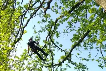 abattage à Evron - image 3