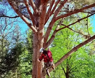 abattage à Evron - image 4