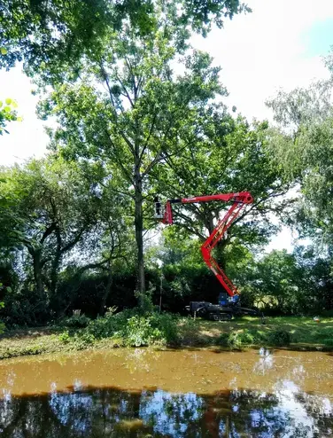 abattage Martigné-sur-Mayenne-1