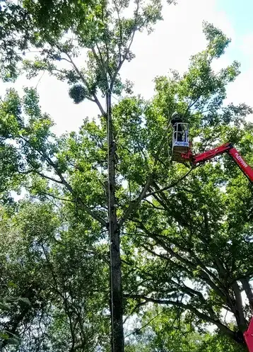 abattage à Martigné-sur-Mayenne - image 2