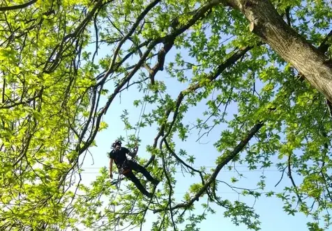 abattage à Martigné-sur-Mayenne - image 3