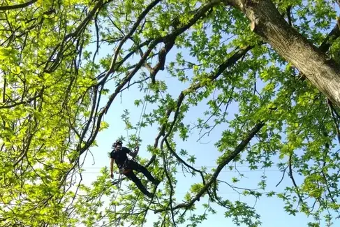 abattage à Mayenne - image 4