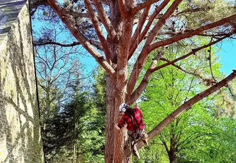 abattage Villaines-la-Juhel-1