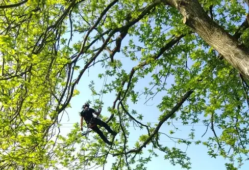 abattage à Villaines-la-Juhel - image 2