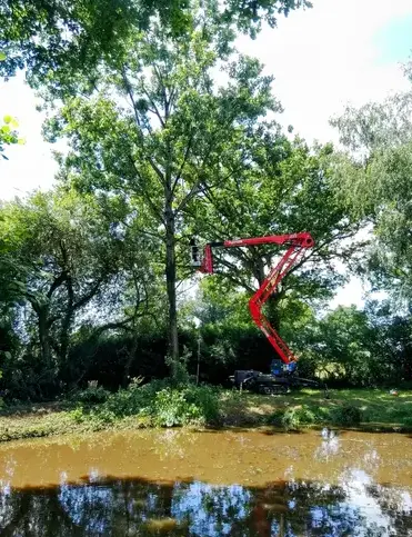 abattage à Villaines-la-Juhel - image 3