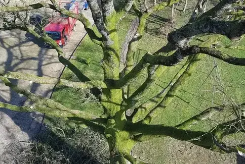 abattage à Villaines-la-Juhel - image 4