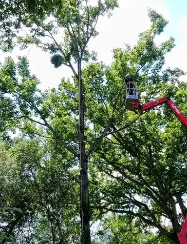 abattage Villaines-la-Juhel-5