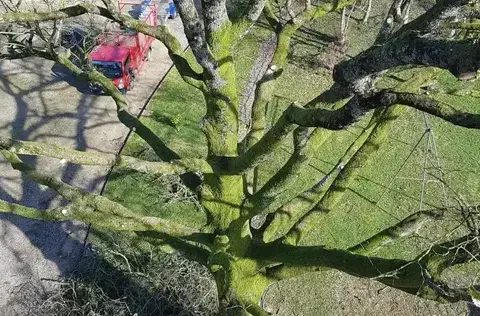 arboriste à Ambrière-les-Vallées - image 2