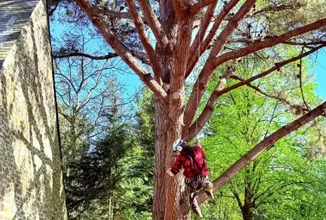 arboriste à Ambrière-les-Vallées - image 4