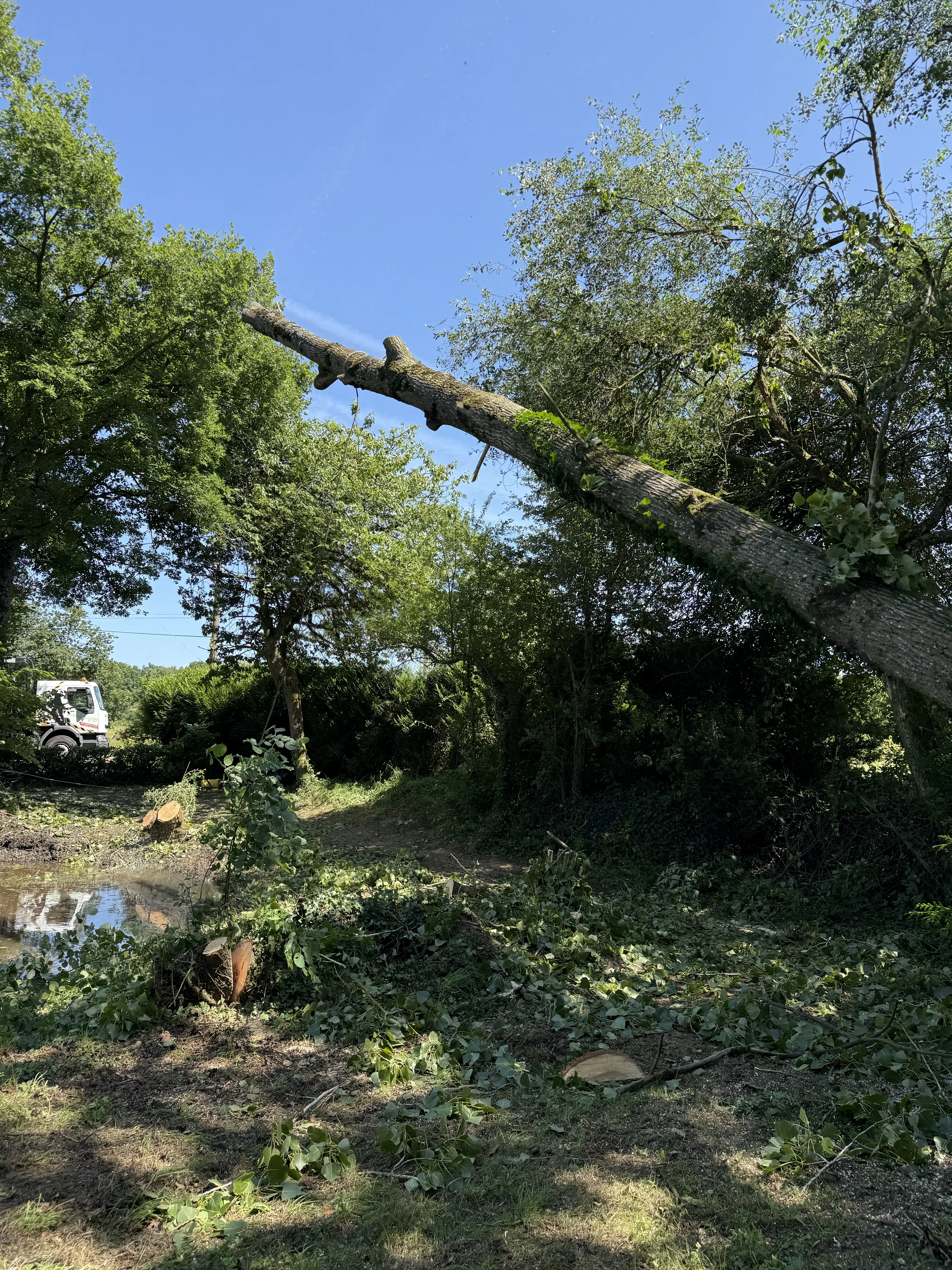 arboriste ambriere les vallees