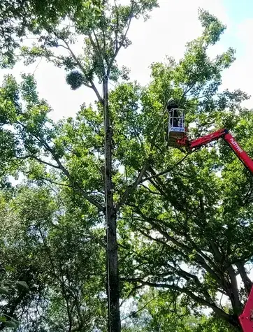 arboriste Ambrière-les-Vallées-5