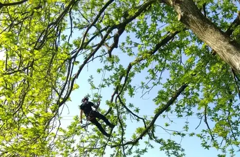 arboriste Bagnoles de l'Orne-1