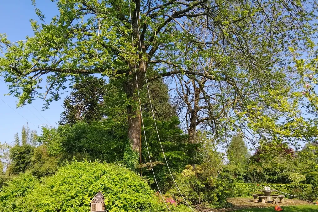 arboriste bagnoles de l orne