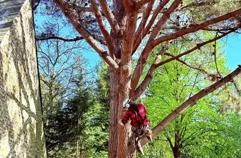 arboriste à Bagnoles de l'Orne - image 2
