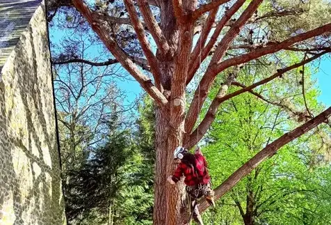 arboriste à Domfront en Poiraie - image 2