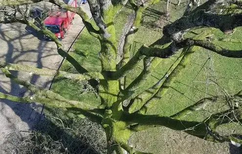 arboriste Domfront en Poiraie-5