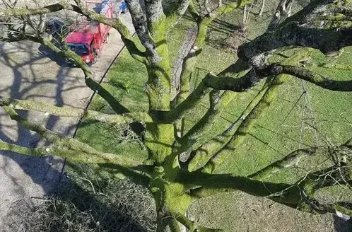 arboriste à Ernée - image 4