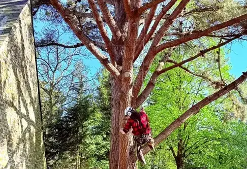 arboriste à Evron - image 2