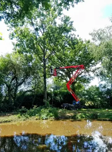 arboriste à Evron - image 4