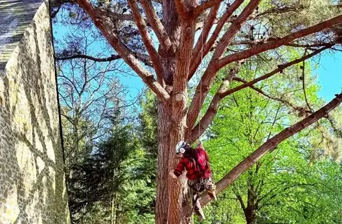 arboriste Martigné-sur-Mayenne-1