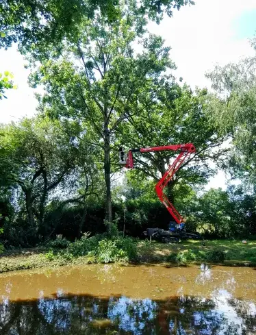 arboriste à Mayenne - image 3