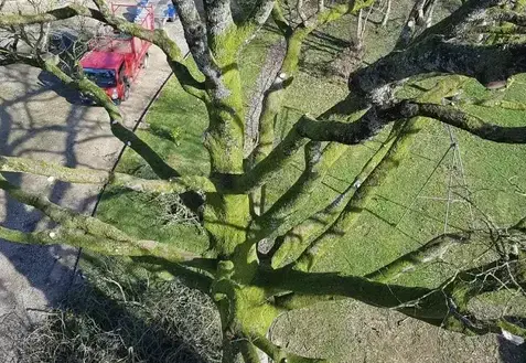 arboriste à Mayenne - image 4