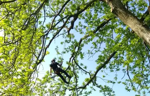 arboriste Villaines-la-Juhel-1