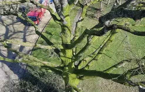 arboriste Villaines-la-Juhel-5