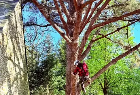 bucheron à Ambrière-les-Vallées - image 3
