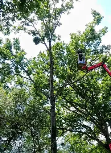 bucheron à Ambrière-les-Vallées - image 4