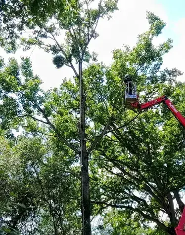 bucheron à Bagnoles de l'Orne - image 2