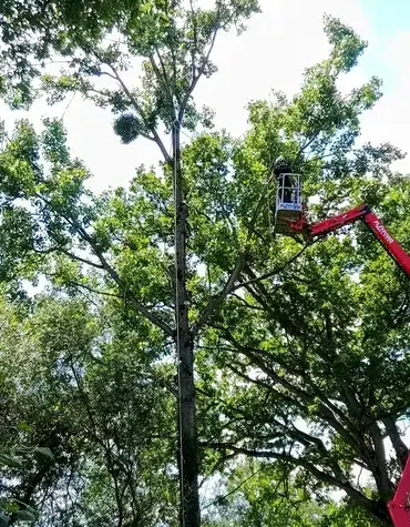 bucheron Domfront en Poiraie-1