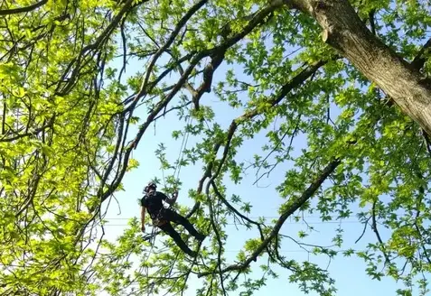 bucheron à Domfront en Poiraie - image 3