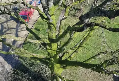 bucheron à Ernée - image 2