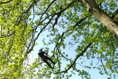 bucheron à Ernée - image 3