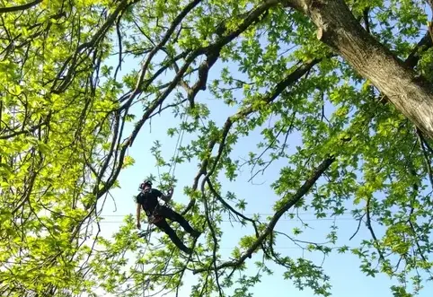 bucheron à Evron - image 3