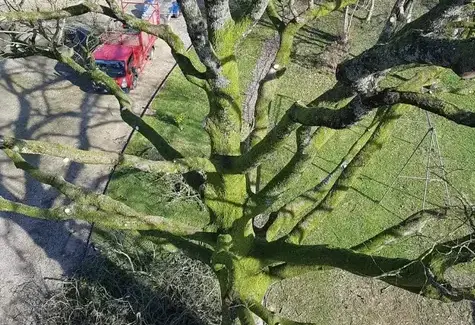 bucheron à Evron - image 4