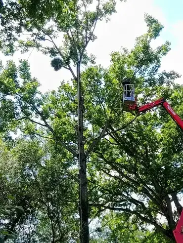 bucheron Martigné-sur-Mayenne-1