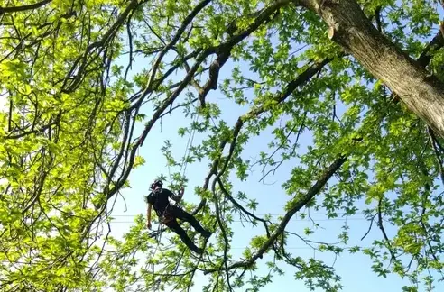 bucheron à Mayenne - image 2