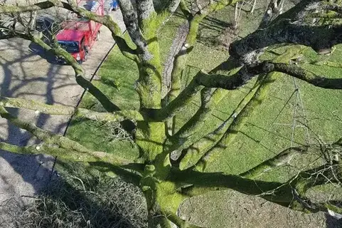 bucheron à Mayenne - image 4